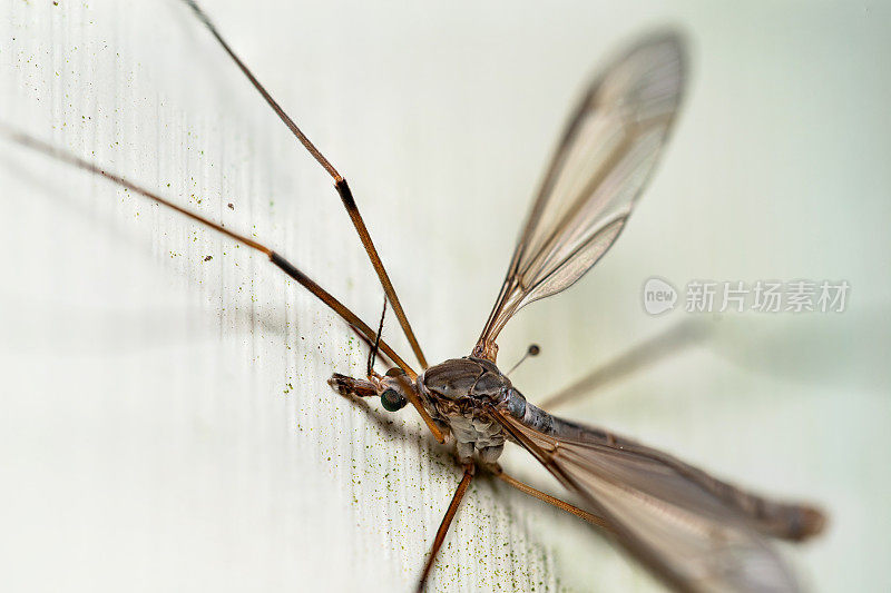 鹤飞，Tipula Paludosa极近距离拍摄